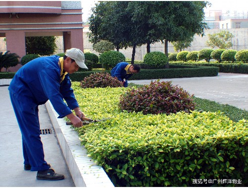 大丰绿化公司怎么样