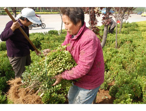 园林绿化工程安全规范